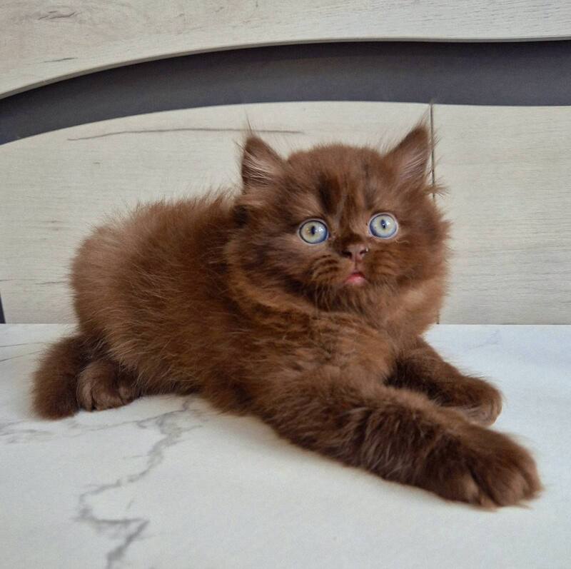 Tomas British Longhair male, chocolate