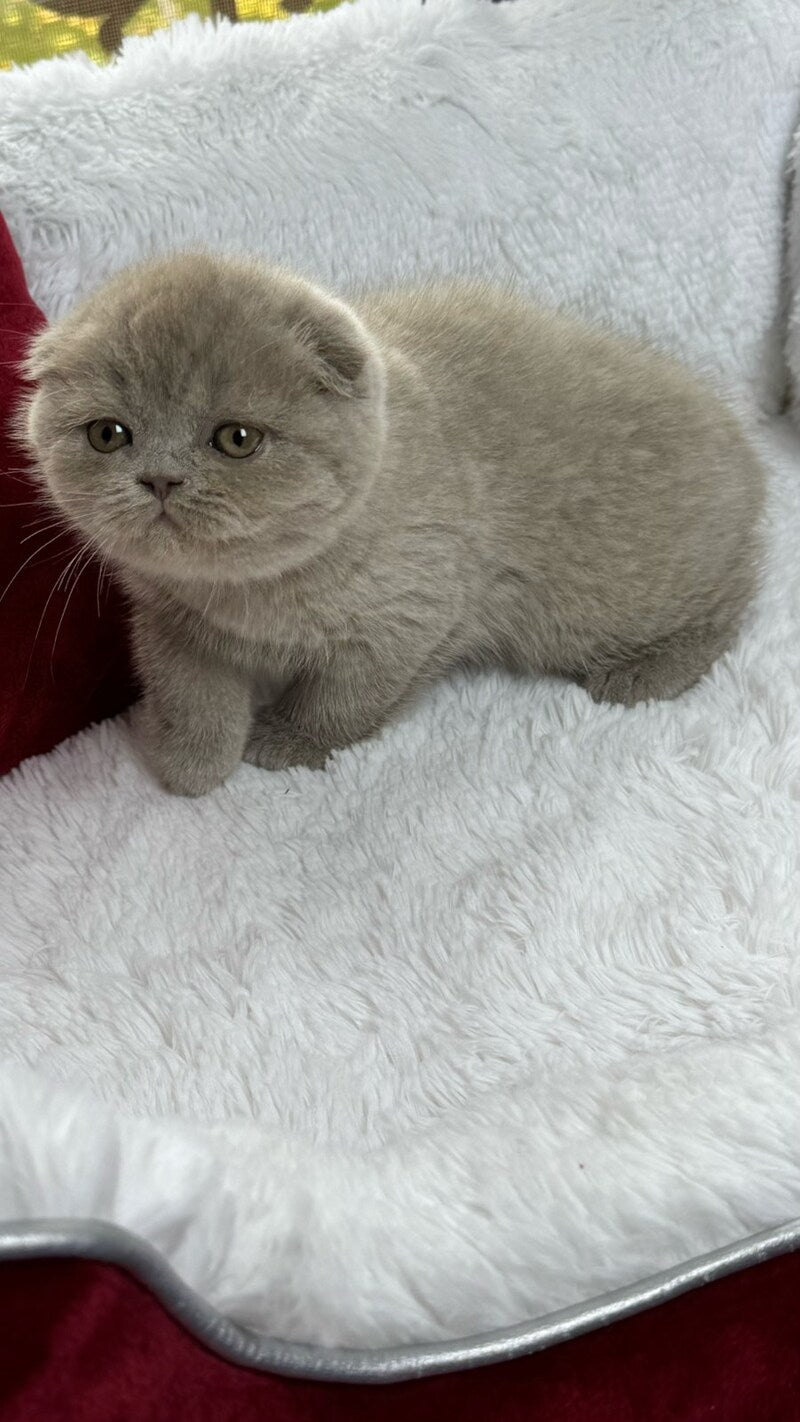 Boris Scottish Fold male, lilac