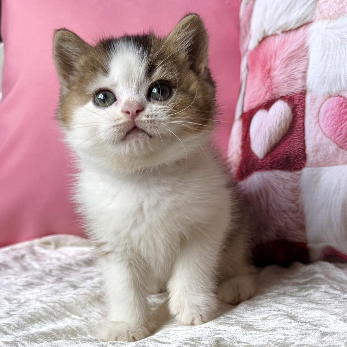 Iriska British Shorthair female, black golden ticked tabby bicolour