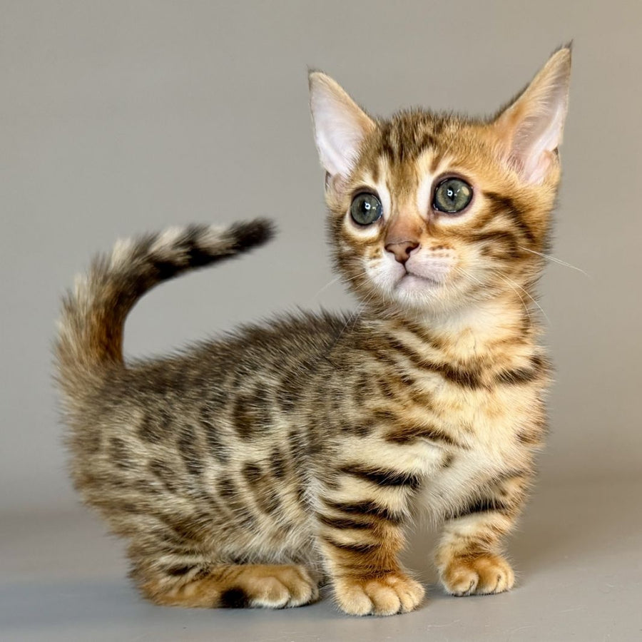 Patch Munchkin male, black golden spotted tabby