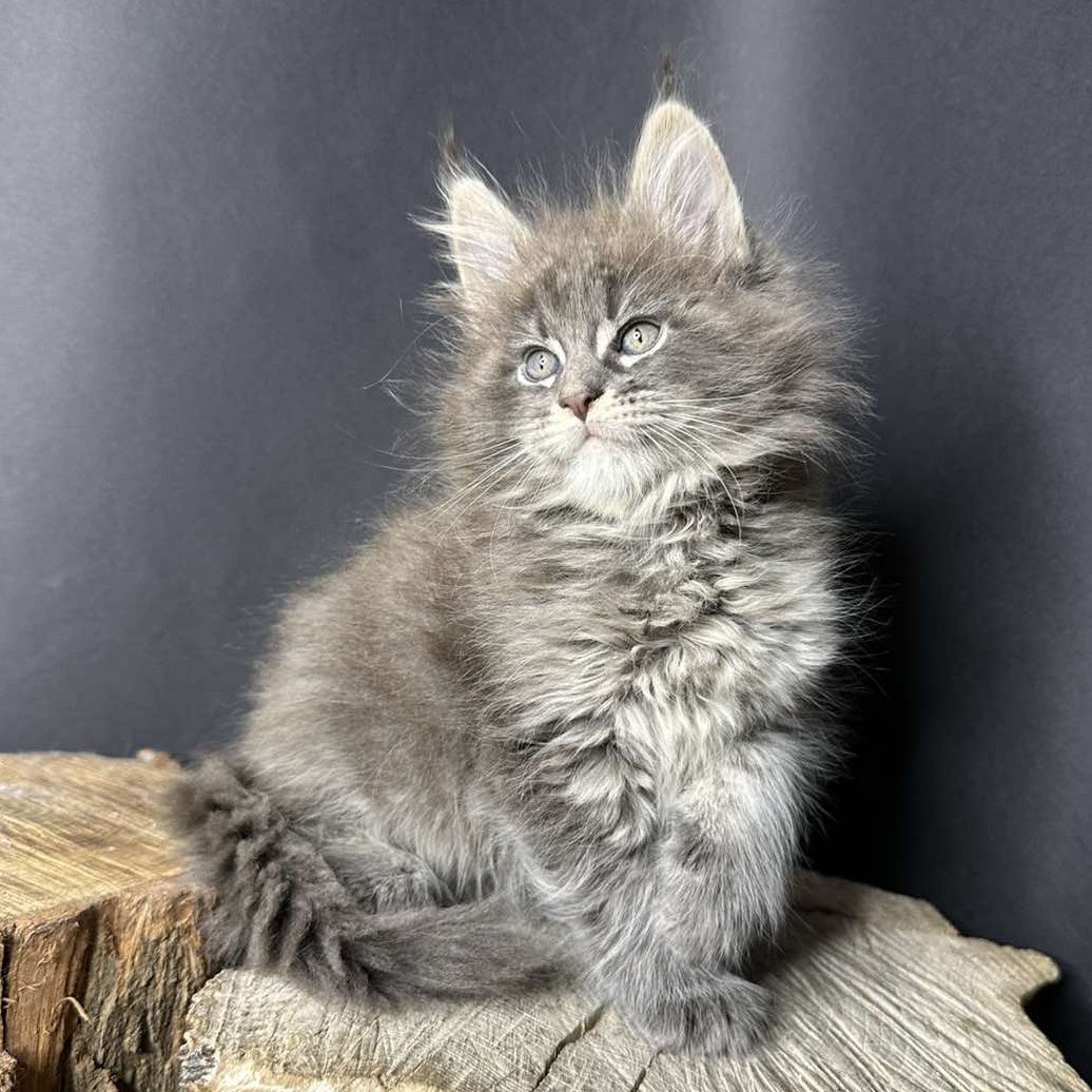 Sony Maine Coon female, blue silver ticked tabby