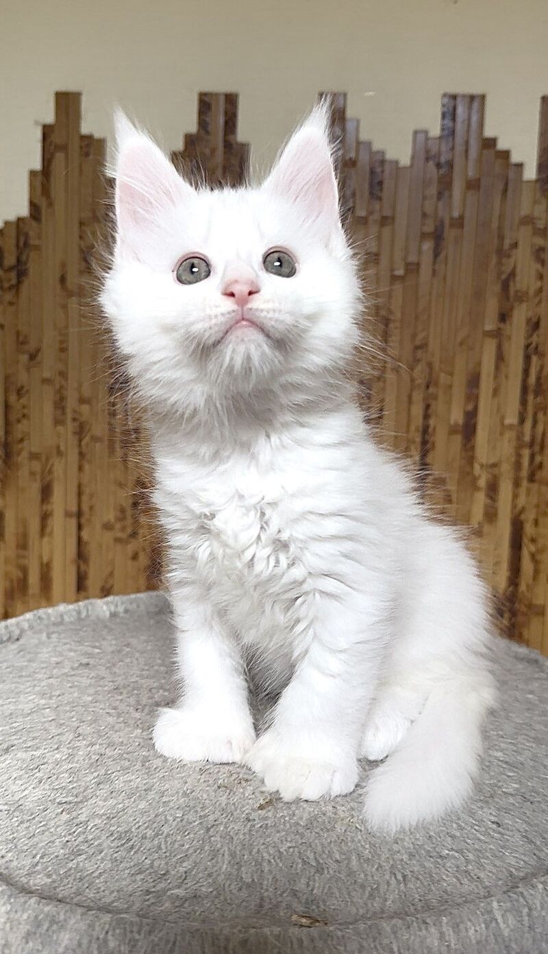 Umka Maine Coon polydactyl male, white