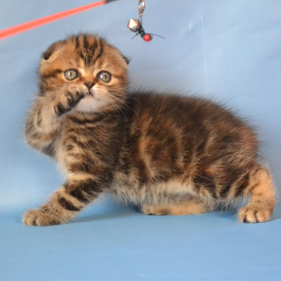 Rumba Scottish Fold female, black tortie tabby