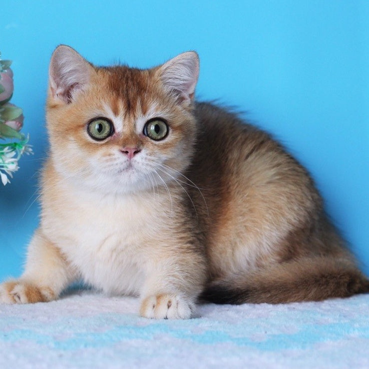 Rio British Shorthair male, black golden shaded