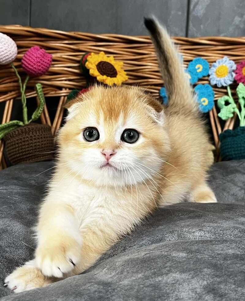Kerry Scottish Fold female black golden chinchilla - live animals