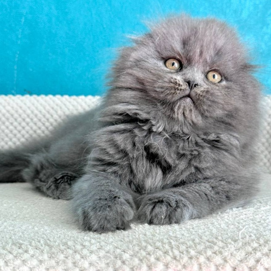 Kasper Scottish Fold male, blue