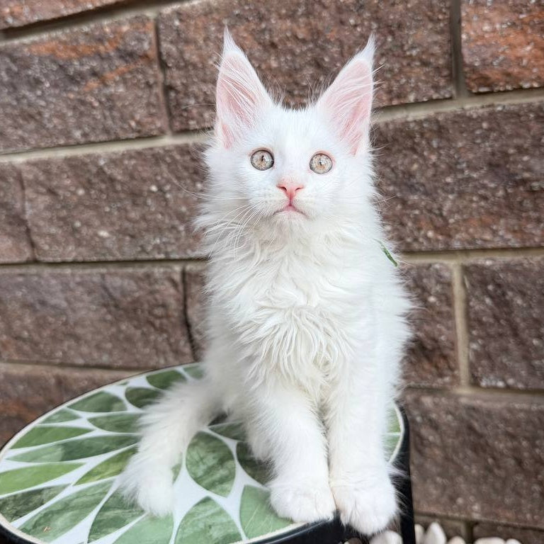 Xena Maine Coon female, white