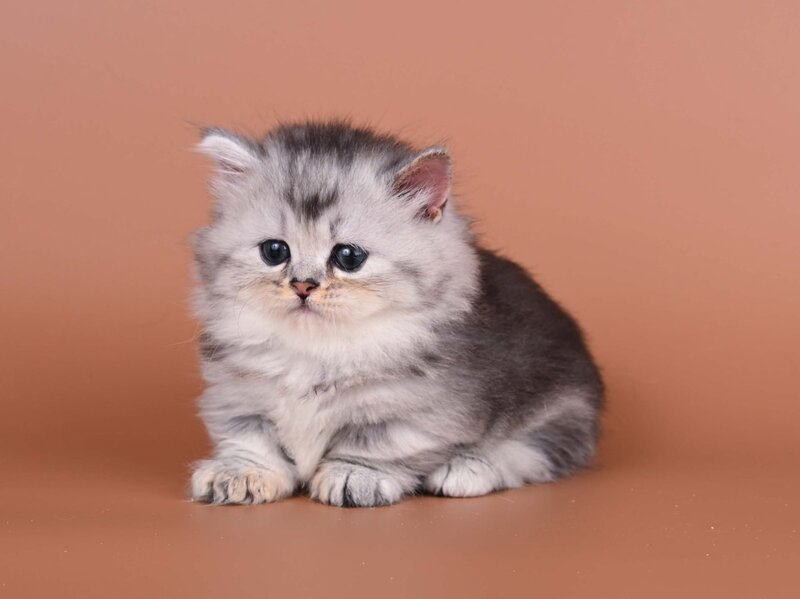 Ira Munchkin female, black silver ticked tabby