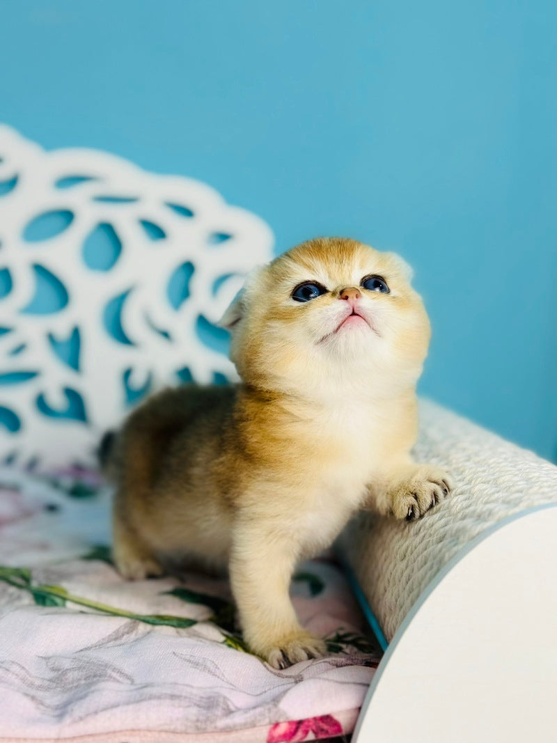 Yummy Scottish Fold male, black golden shaded