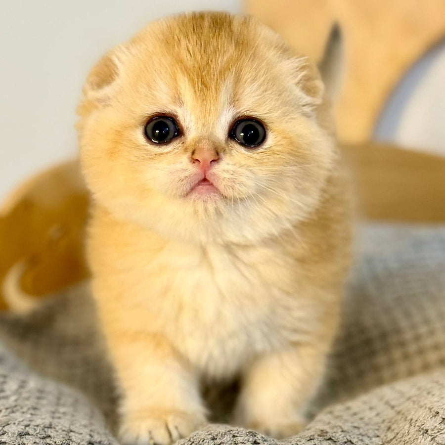 Nils Scottish Fold male, black golden chinchilla