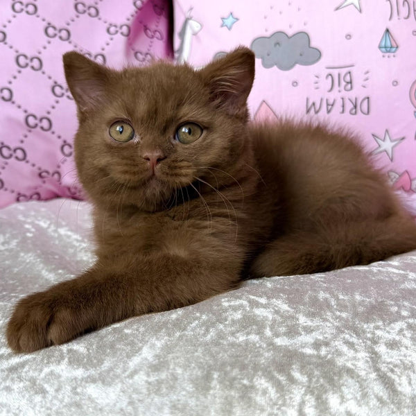 Tosha British Shorthair male, cinnamon