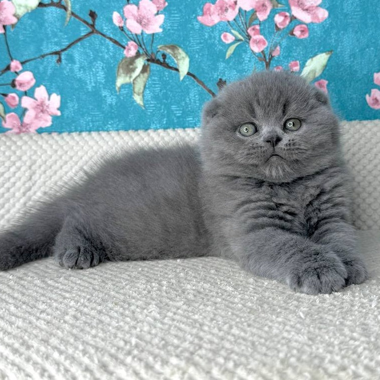 Kevin Scottish Fold male, blue