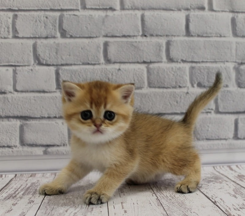Garold Scottish Straight male, black golden ticked tabby