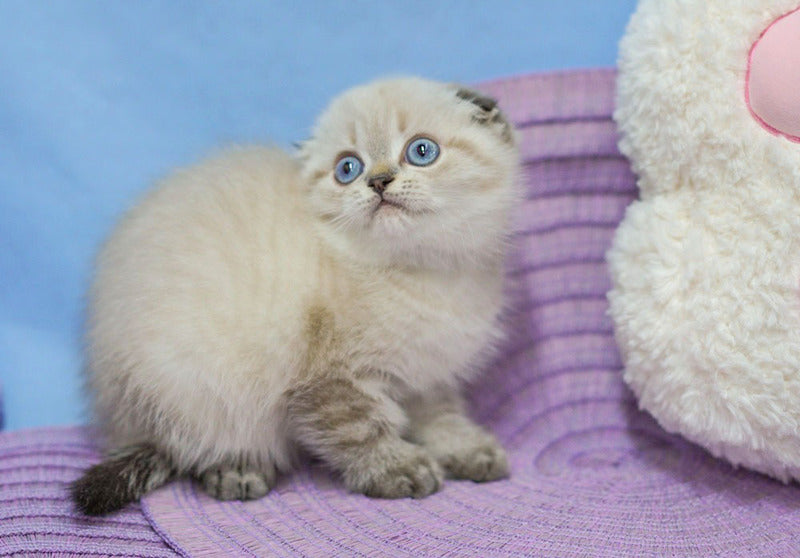 Ivan Scottish Fold male, black tabby pointed