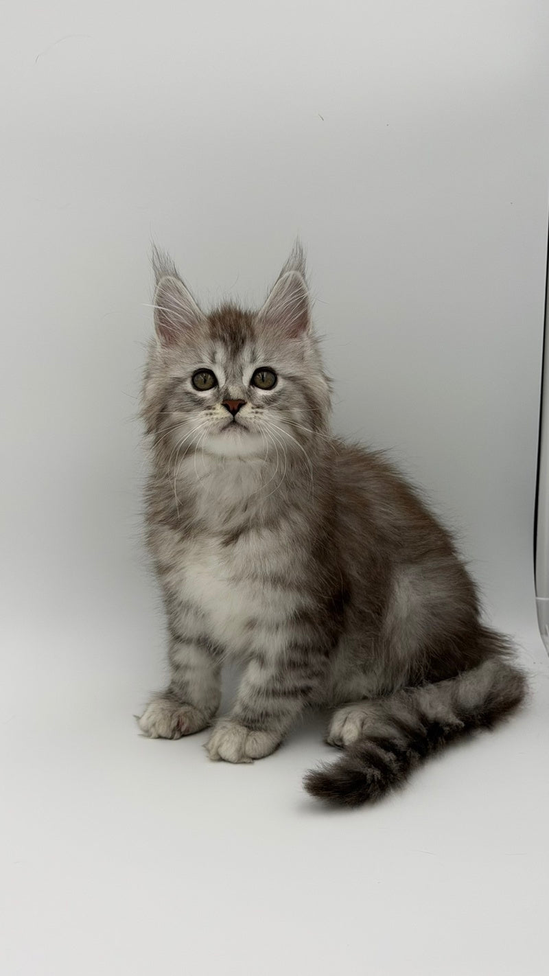 Mantra Maine Coon female, black silver spotted tabby
