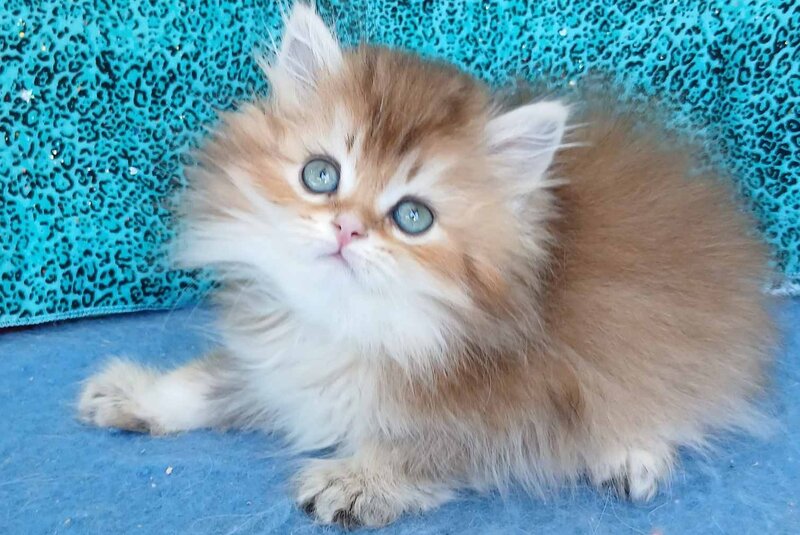 Vitas British Longhair female, black golden ticked tabby