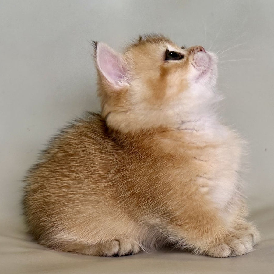 Quirka Munchkin female, black golden shaded
