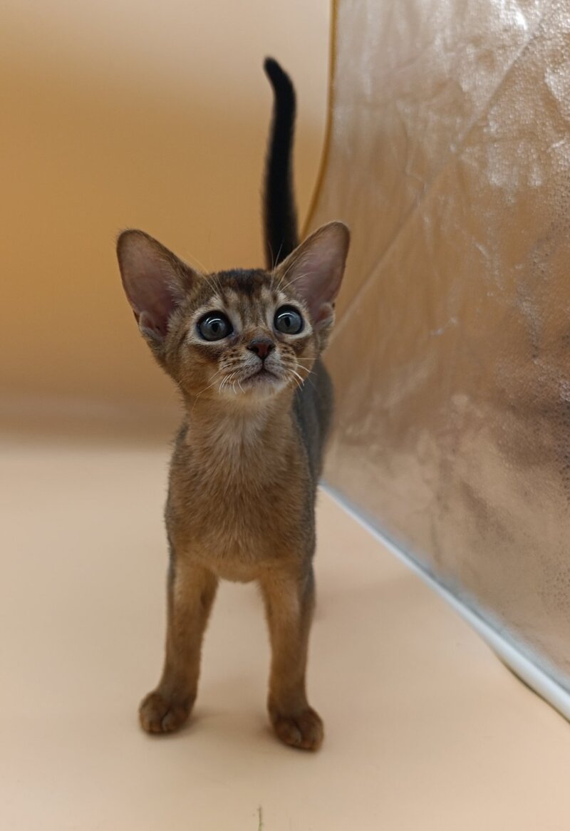 Laura Abyssinian female, ruddy