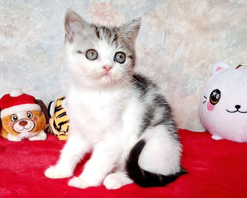 Rafaella Scottish Straight female, black tabby bicolour