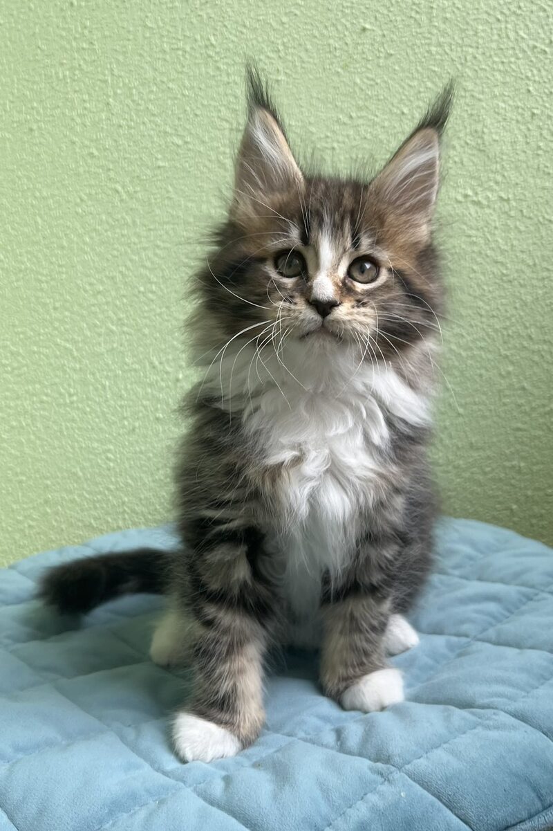 Joelle Maine Coon female, black bicolour tabby