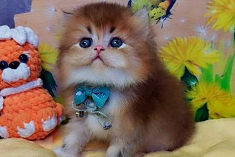 Noir British Longhair male, black golden ticked tabby bicolour