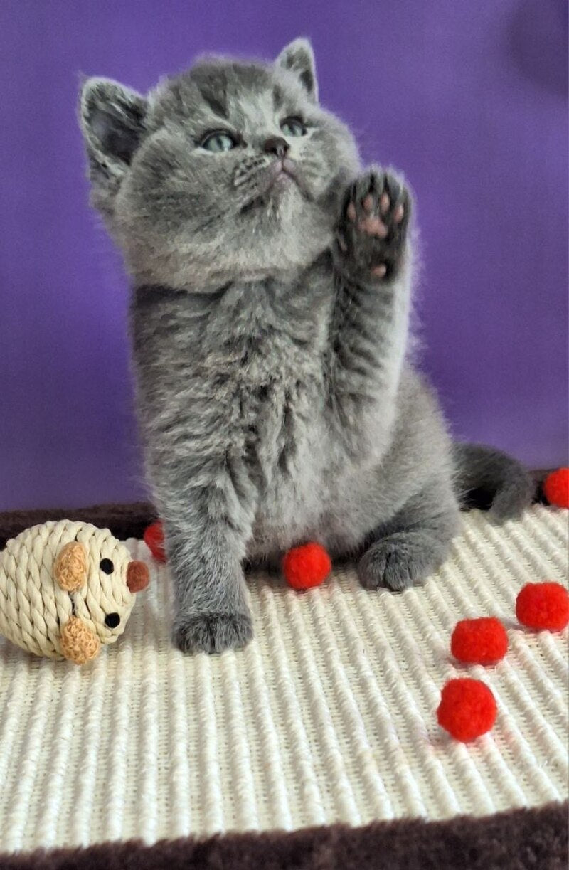 Janeta British Shorthair female blue - live animals