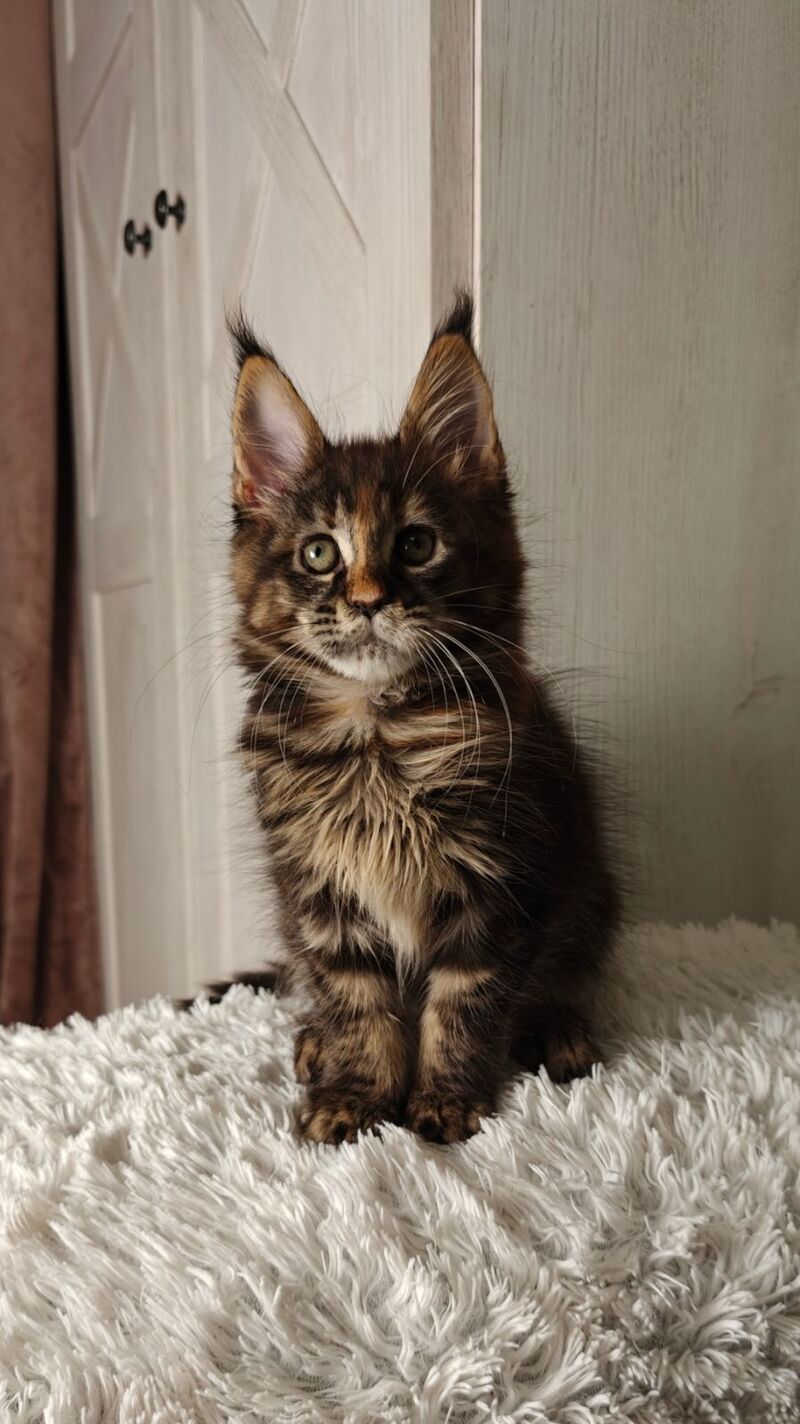 Quasar Maine Coon female black tortie tabby live animals