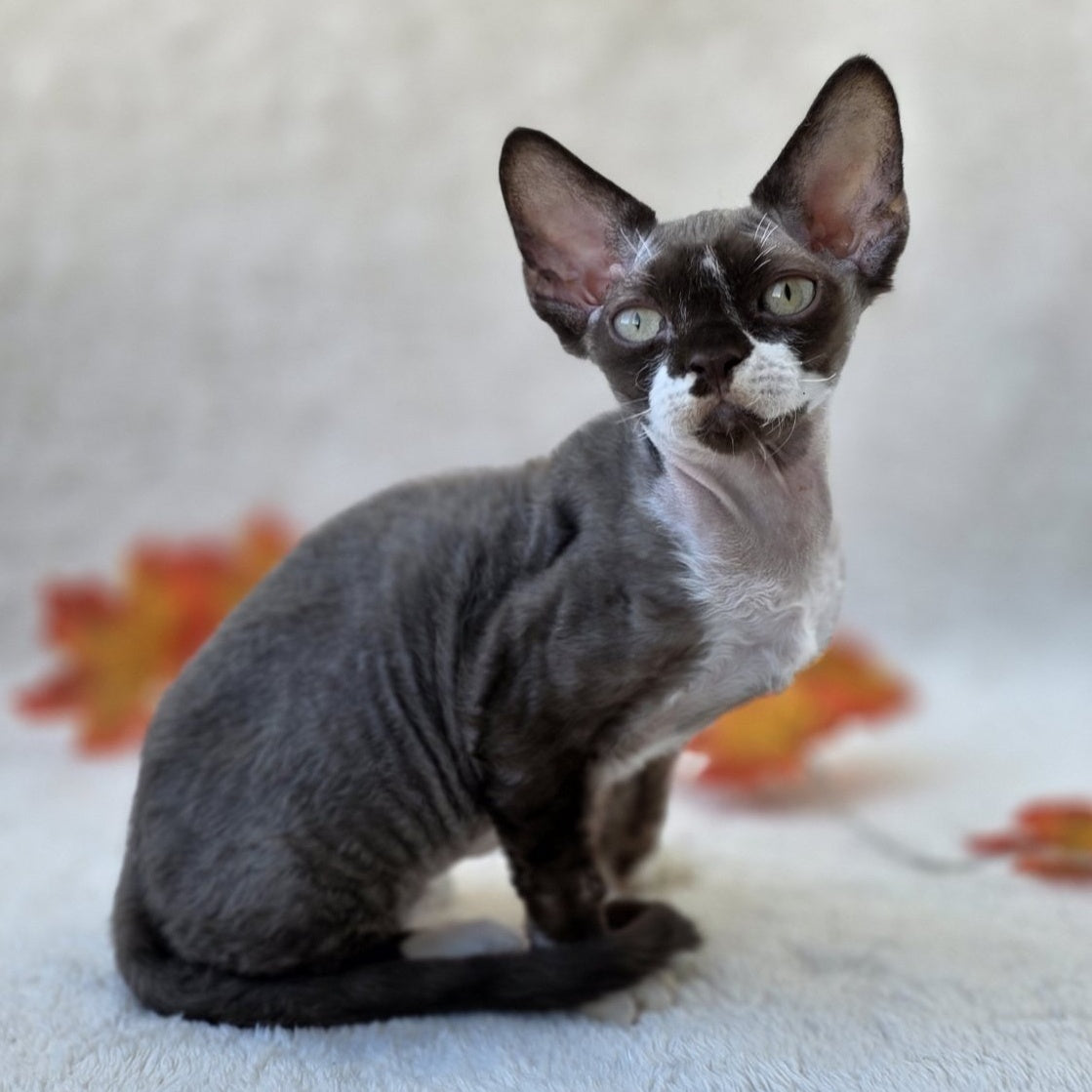 Eclair Devon Rex male, chocolate bicolour