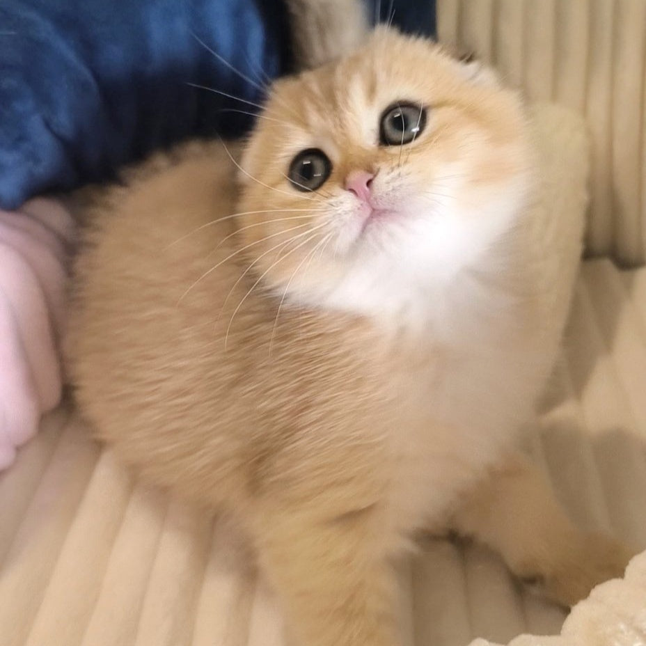 Marik Scottish Fold male, black golden ticked tabby