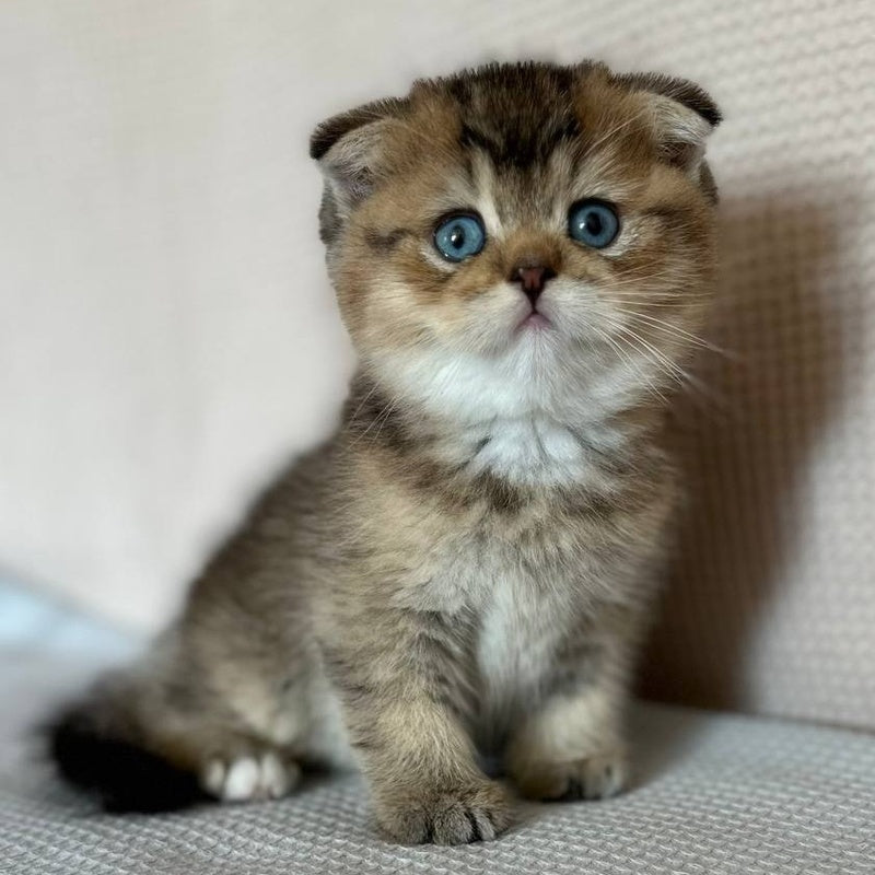 Martin Scottish Fold male, black golden ticked tabby with white