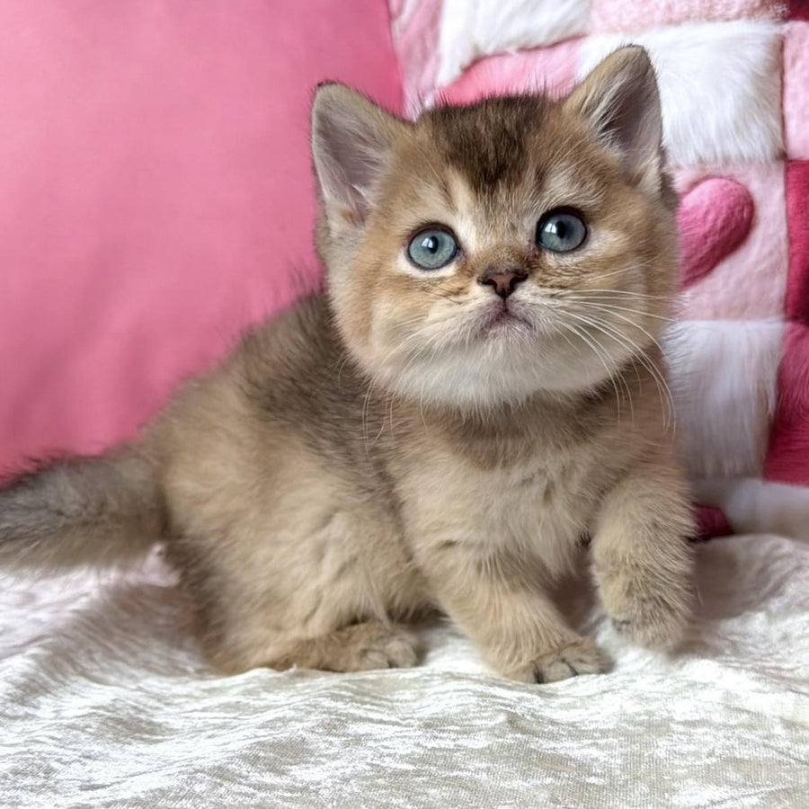 Inti British Shorthair female, black ticked tabby