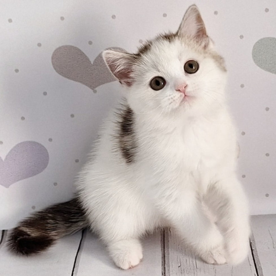 Blondy Scottish Straight male, chocolate silver tabby harlequin