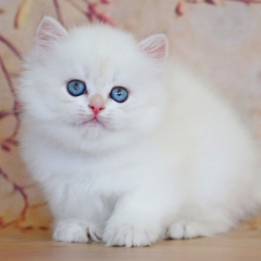 Yara British Longhair female, black golden shaded pointed
