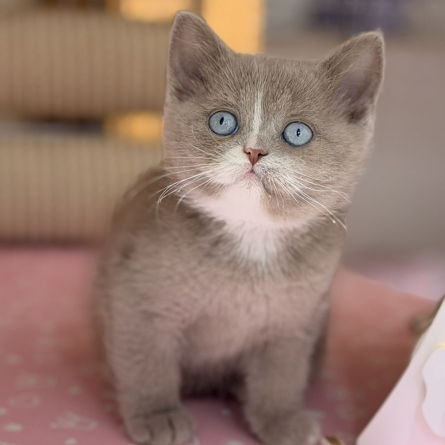 Solena British Shorthair female, lilac with white