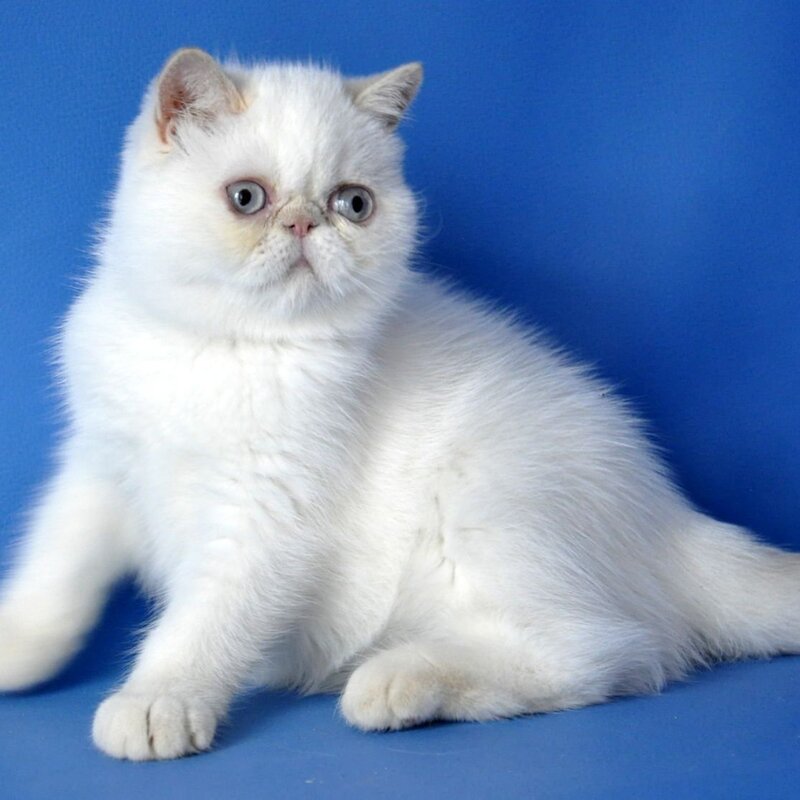 Jemma Exotic female, cream pointed