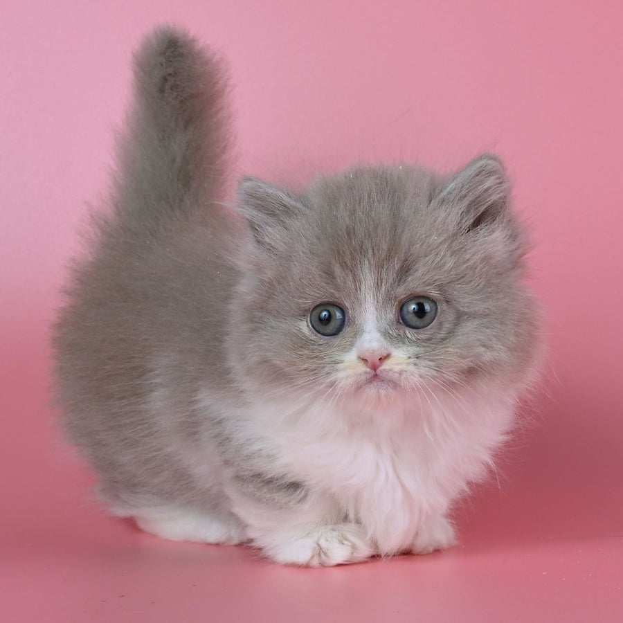 Iriska Munchkin female, lilac tortie bicolour
