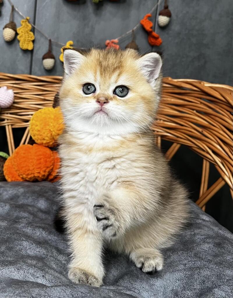 Flora Scottish Straight female, black golden shaded