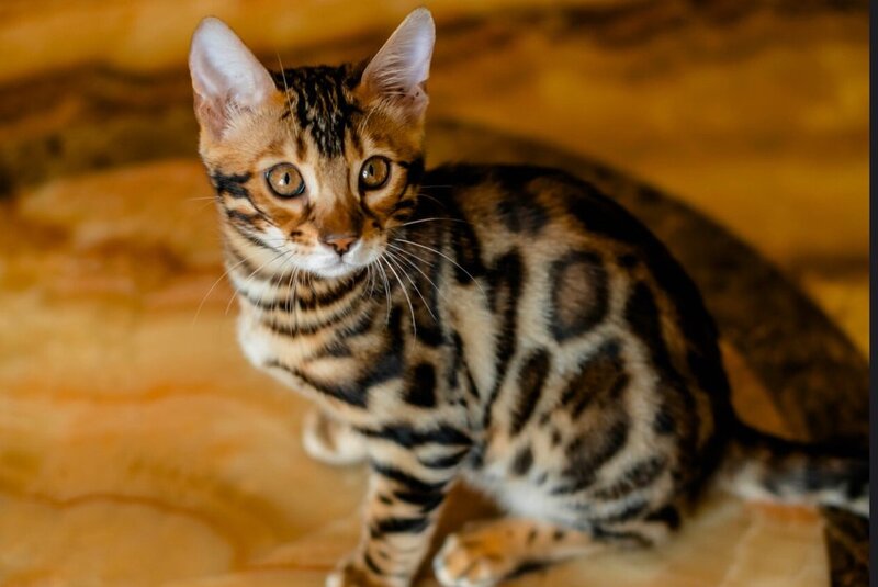 Airis Bengal male, black spotted tabby