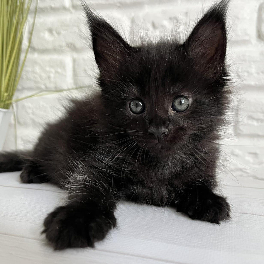 Julie Maine Coon female, black