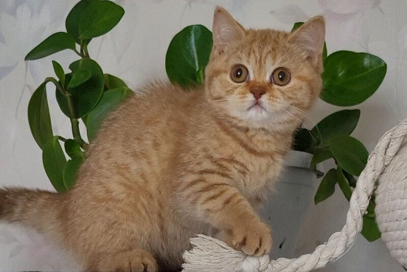 Alina British Shorthair female cinnamon - live animals