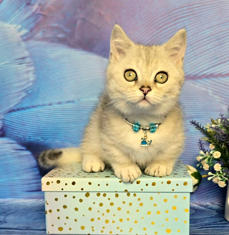 Luna Munchkin female black silver spotted tabby - live animals