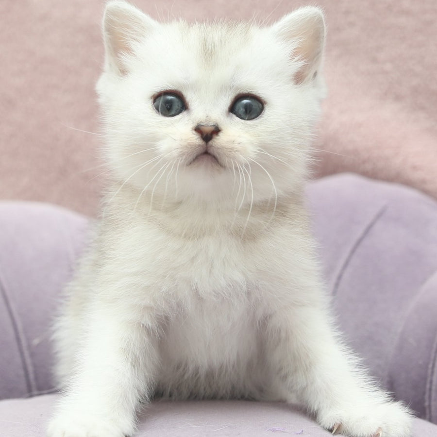 Jenny Scottish Straight female, black silver shaded