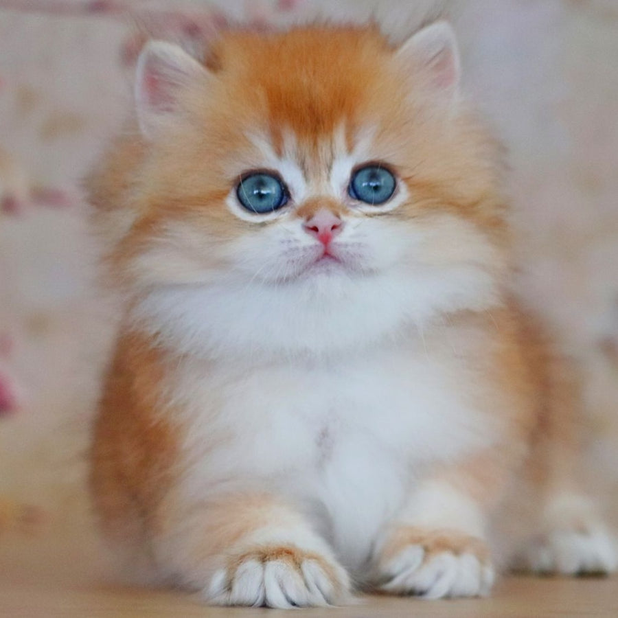 Yasmin British Longhair female, black golden shaded
