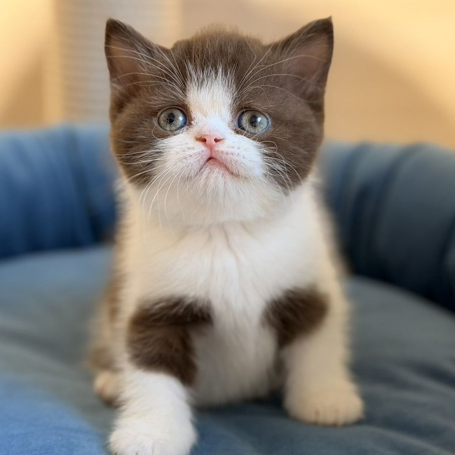 Amy British Shorthair female, chocolate bicolour