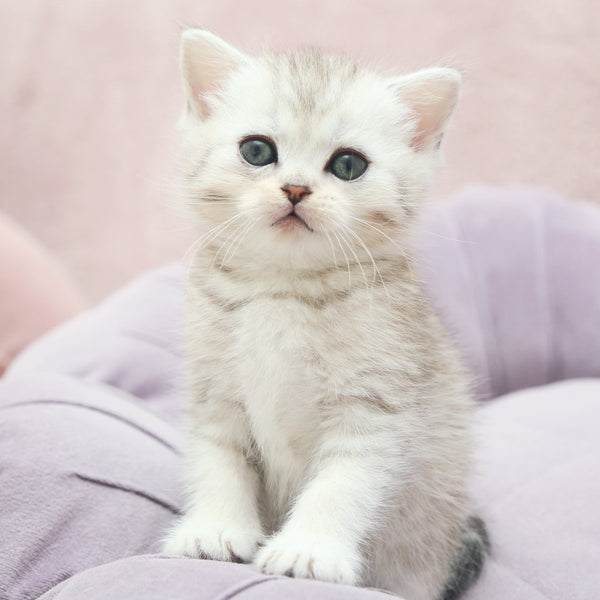 Jumi Scottish Straight female, black silver spotted tabby