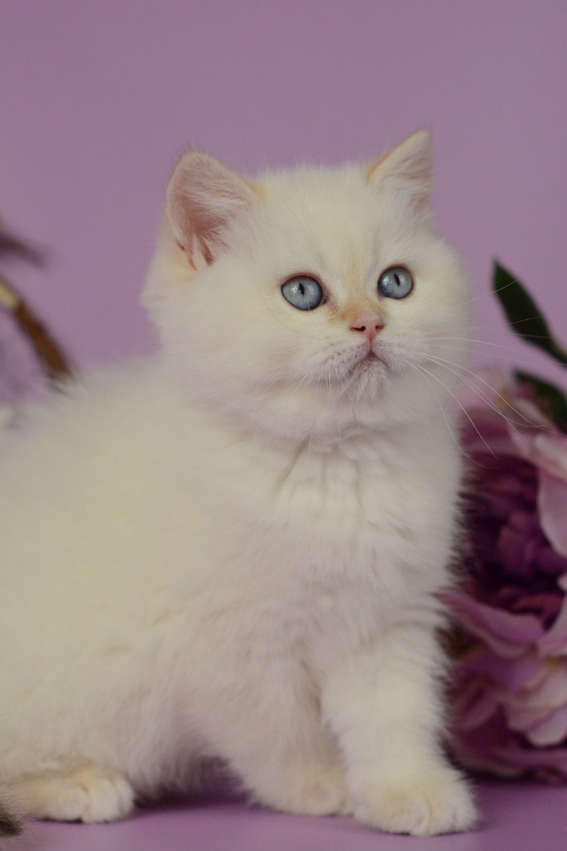 Rosa British Shorthair female, black golden shaded pointed