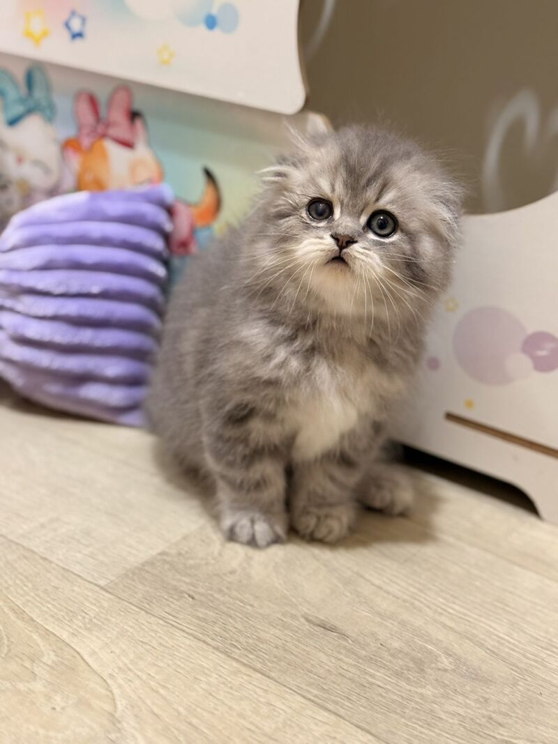 Forbes Scottish Fold male, blue tabby