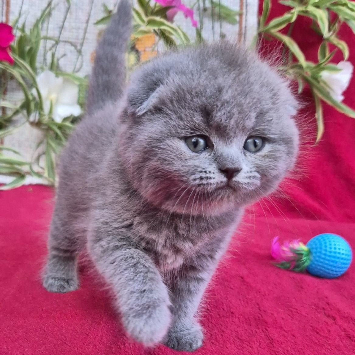 Lexi Scottish Fold female, blue