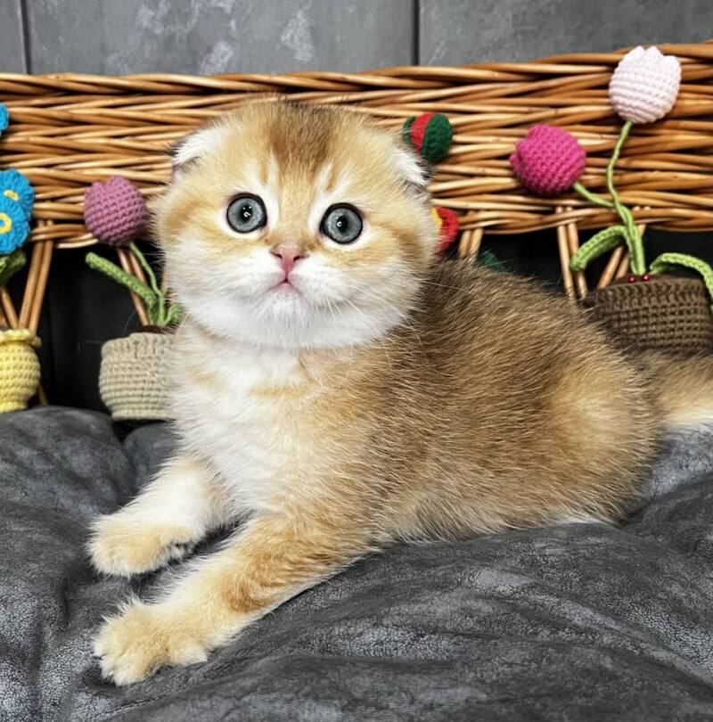 Icar Scottish Fold male black golden ticked tabby live animals