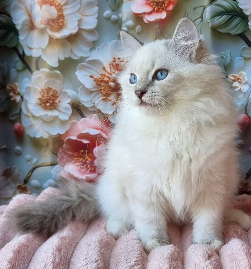 Snowy Siberian female, blue tabby pointed with white
